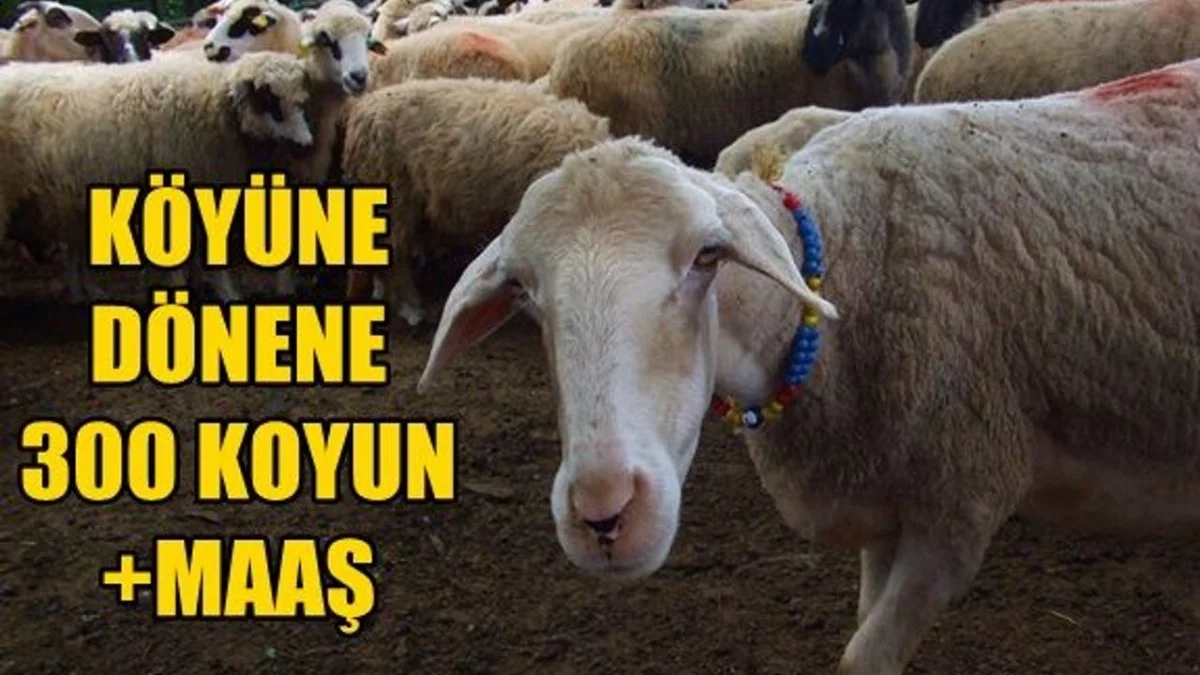 Köye dönene 300 koyun ve maaş desteği: Şartlar ve başvuru süreci